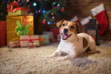 Jack Russel Under A Christmas Tree With Gifts And Candles Celebrating Christmas