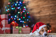 Jack Russel Under A Christmas Tree Santa Red  Hat With Gifts And Candles Celebrating Christmas