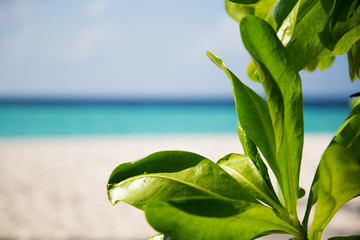 Wall Mural - Frames with a view to the beach and green leaves on side