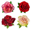 Fresh beautiful rose isolated on white background with clipping path set
