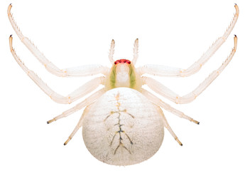 spider misumena vatia or goldenrod crab spider or flower crab spider or flower spider isolated on wh