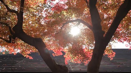 Wall Mural - Autumn Leaves / Fall Colors / Sunlight - Fix