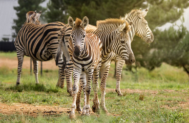 The Zebera Family