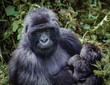 © ken - Mountain gorillas, mother and child, Rwanda