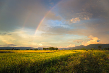  Rice Field i Rainbow