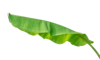 banana leaf isolated on white background, File contains a clipping path.