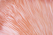 abstract background macro close up of Pleurotus djamor is beautiful mushrooms color pink