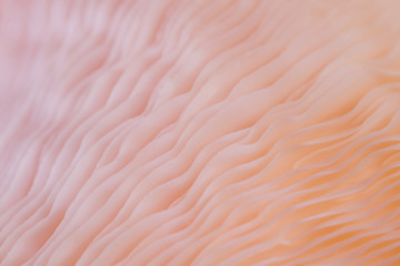 Wall Mural - abstract background macro close up of Pleurotus djamor is beautiful mushrooms color pink