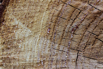 Wood texture of cut tree trunk