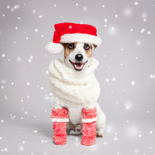 Happy Dog In Christmas Hat