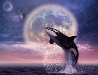 the whale in the sea