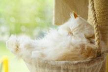 Orange Persian Cat Sleeping In A Basket For A Cat In The Morning, With The Sun Shining In Orange.