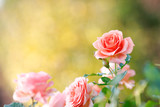 Fototapeta Tulipany - サーモンピンクのバラ