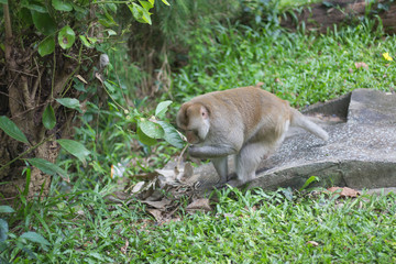 Close-up monkey select focus, Asian monkeys