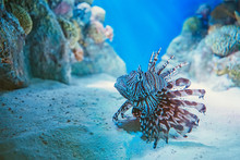 Lionfish In The Fish Tank. The Tropical Fish - Red Lionfish, Pterois Volitans
