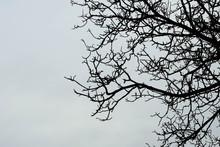 Barren Tree Branches Against Sky