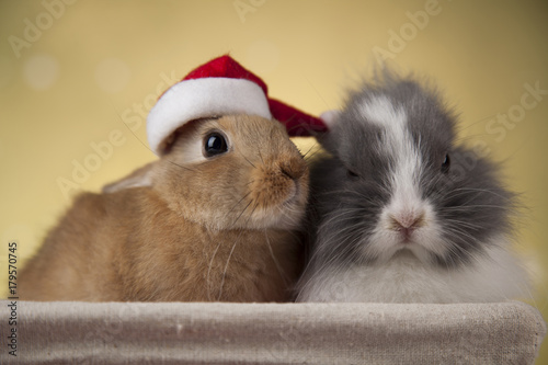 Plakat Śmieszny królik i Bożenarodzeniowy tło z zimową dekoracją