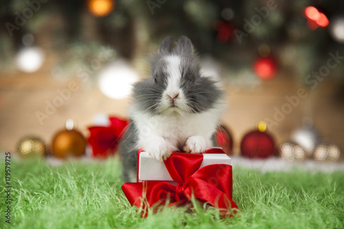 Zdjęcie XXL Tła bożych narodzeń dekoraci królika zima