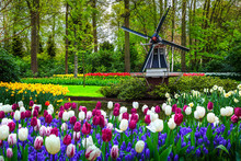Dutch Windmill And Colorful Fresh Tulips In Keukenhof Park, Netherlands
