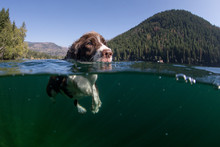 A Dog Swimming In A Lake With A View Underwater