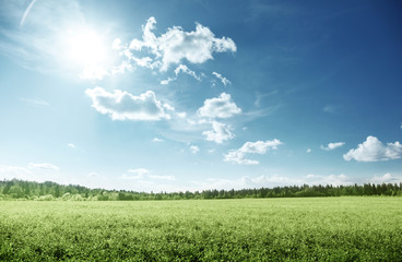 Wall Mural - field of grass and perfect sky