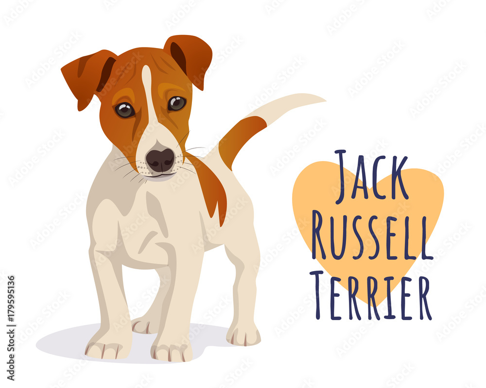 Cute Jack Russell Terrier dog - obrazy, fototapety, plakaty 