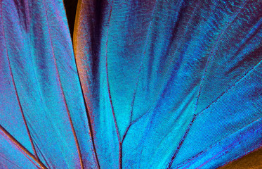 Wings of a butterfly Morpho texture background. Morpho butterfly