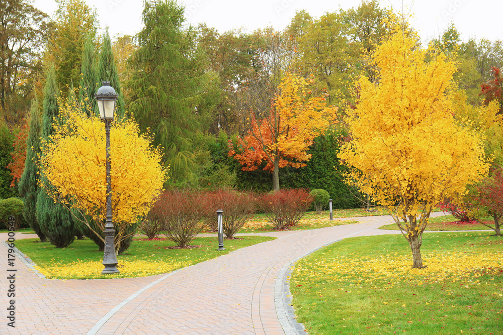 Beautiful trees in autumn park
