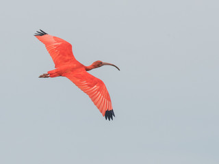 Colorful bird