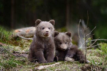 Brown bear cub