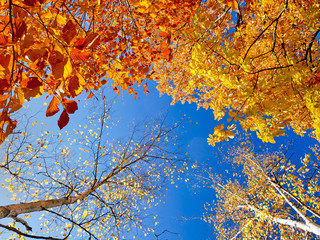 Poster - 紅葉と青空