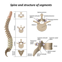 Medical Diagram Of A Human Spine With The Name And Description Of All Sections And Segments Of The Vertebrae. Vector Illustration.