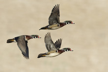 Three Wood Ducks Male  In Flight