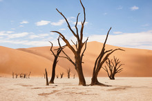 Dead Trees In Namibian Desert Landscape