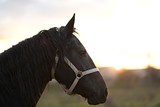 Fototapeta Konie - cheval