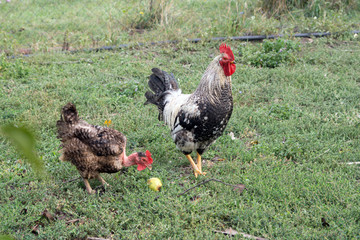 white cock and hen.