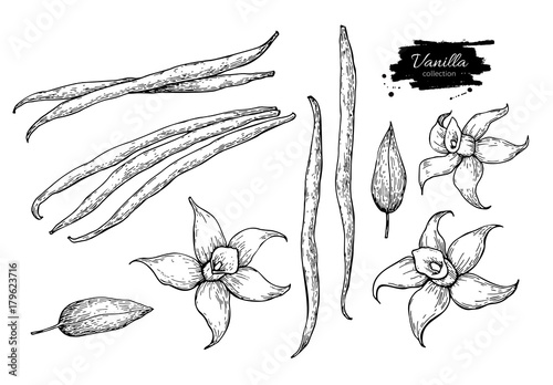 Cuadros en Lienzo Vanilla flower and bean stick vector drawing set