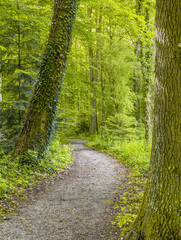 Canvas Print - idyllic forest scenery