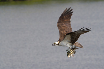 Wall Mural - Osprey with a fish