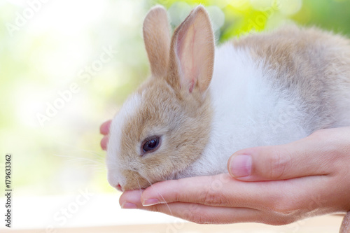 Plakat Mały królik zając ładny puszysty królik zwierząt domowych domowych na dłoni dziecka