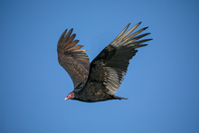 Red Headed Turkey Vulture Spreading Wings In Flight