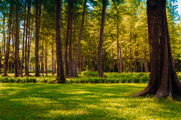 Poster - Green Leaf Forest Background