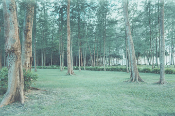 Poster - Green Leaf Forest Background