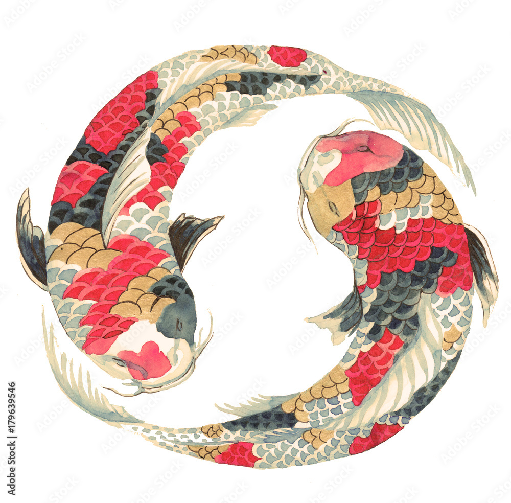 japanese-koi-on-white-background-illustration-of-the-avaricious-with-asian-carp-floating-in-a-circle