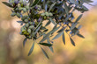 Black olives on branch of olive tree