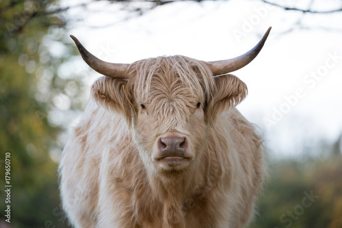 Long Haired Cow Buy This Stock Photo And Explore Similar Images