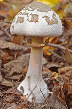 Macrolepiota Excoriata Mushroom