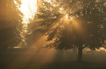 Wall Mural - sun rays shining through the trees in a foggy park during an autumn sunrise.