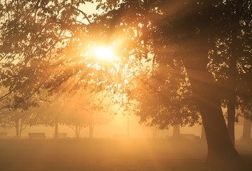 Wall Mural - sun rays shining through a tree in a foggy park during an autumn sunrise.