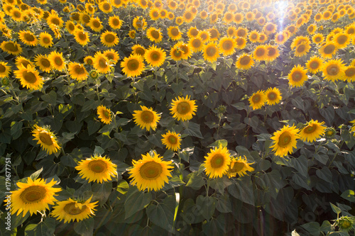 Zdjęcie XXL Pole słonecznika w lecie
